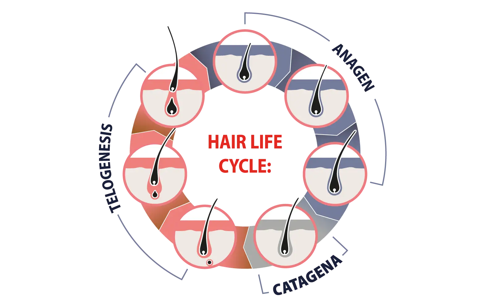 hair growth cycle diagram
